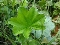 Alchemilla vulgaris