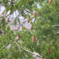 Pseudotsuga menziesii glauca