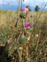 Carduus hamulosus
