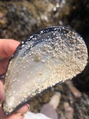 Mytilus edulis