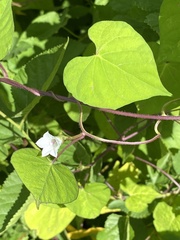 Ipomoea lacunosa