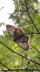 Digrammia ocellinata