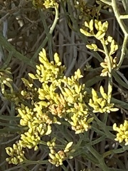 Gutierrezia microcephala
