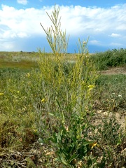 Sisymbrium volgense