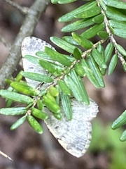 Digrammia ocellinata