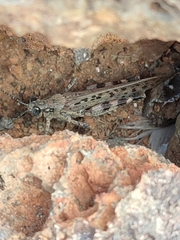 Schistocerca literosa