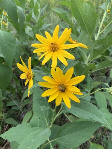 Helianthus tuberosus