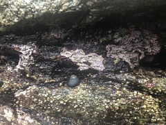 Chamberlainium tumidum