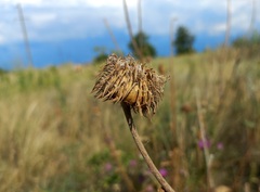 Carduus hamulosus