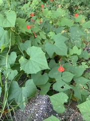Ipomoea coccinea