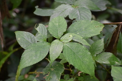 Strobilanthes