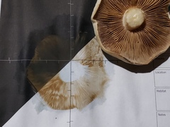 Hebeloma crustuliniforme