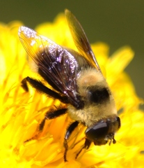 Eristalis flavipes