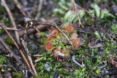 Drosera mannii (Drosera mannii)