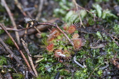 Drosera mannii