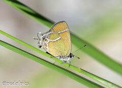 Callophrys xami