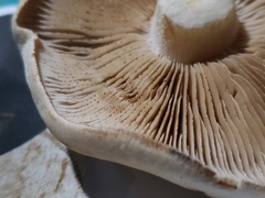 Hebeloma crustuliniforme