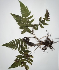 Cyathea grandifolia