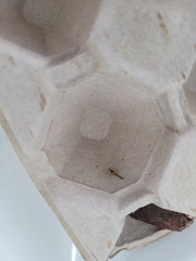 Chrysopilus asiliformis