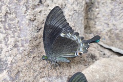 Papilio crino