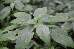 Strobilanthes