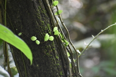 Lemmaphyllum microphyllum