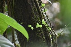 Lemmaphyllum microphyllum