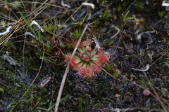 Drosera mannii