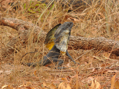 Chlamydosaurus kingii