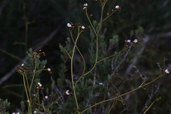 Drosera gigantea