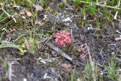 Drosera mannii