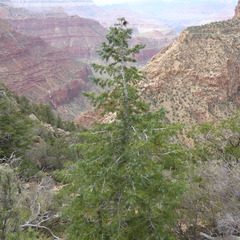 Pseudotsuga menziesii glauca