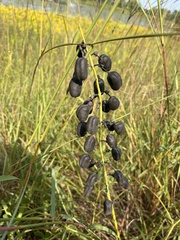 Baptisia alba