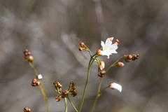Drosera gigantea