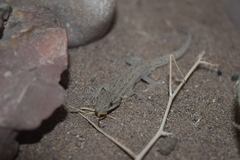 Mediodactylus sagittifer