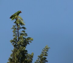 Amazona viridigenalis
