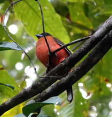 Harpactes duvaucelii