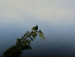 Amazona viridigenalis