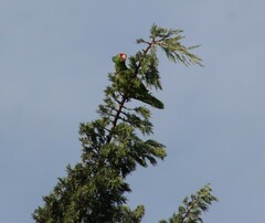 Amazona viridigenalis
