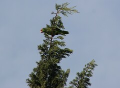 Amazona viridigenalis