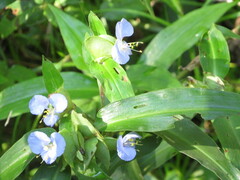 Commelina virginica