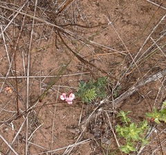 Indigofera heterophylla