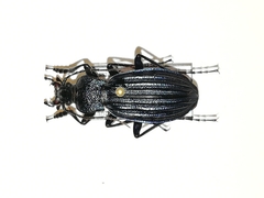 Carabus exaratus