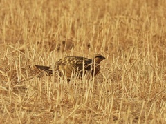Pterocles alchata