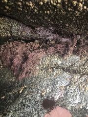 Chamberlainium tumidum