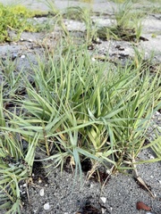 Distichlis spicata