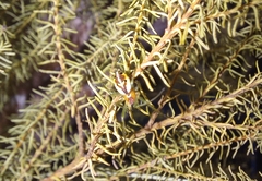 Hypsosinga holzapfelae