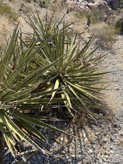 Yucca schidigera
