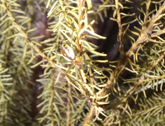 Hypsosinga holzapfelae