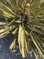 Yucca schidigera